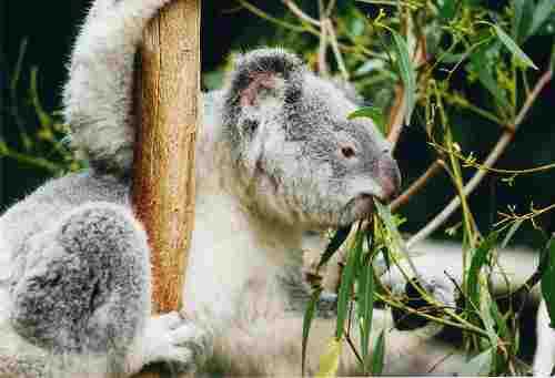 Source: https://commons.wikimedia.org/wiki/File:Koala-ag1.jpg Author: Arnaud Gaillard License: Creative Commons Share Alike Attribution Generic 1.0 Koala Climbing Tree